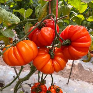 牛排番茄种子苗秧春季阳台盆栽种植四季水果大西红柿种籽孑蔬菜苗