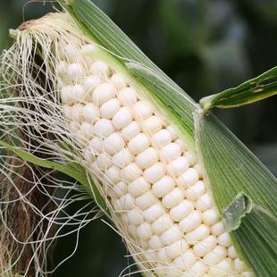3根装 粘玉米农家自产水果玉米蔬菜 密水农家 新鲜玉米柏 糯玉米价格